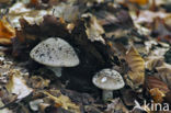 Grey Spotted Amanita (Amanita excelsa)