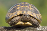 Griekse landschildpad (Testudo hermanni)