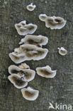 Bjerkandera adusta