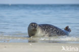 Grey Seal (Halichoerus grypus)