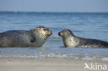 Grey Seal (Halichoerus grypus)