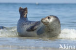 Grijze zeehond