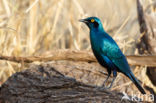 Greater Blue-eared Glossy-Starling (Lamprotornis chalybaeus)