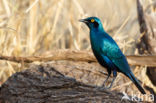 Groene Glansspreeuw