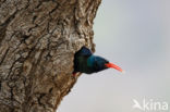 Green Woodhoopoe (Phoeniculus purpureus)