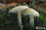Death Cap (Amanita phalloides)