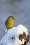 Groenling (Carduelis chloris)