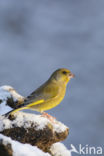 Groenling (Carduelis chloris)