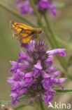 Groot dikkopje (Ochlodes faunus)