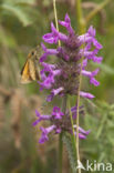 Groot dikkopje (Ochlodes faunus)