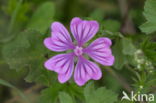 Groot kaasjeskruid (Malva sylvestris)