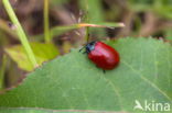 poplar leaf beetle (Chrysomela populi)