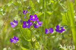 Groot spiegelklokje (Legousia speculum-veneris)