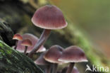 Burgundydrop bonnet (Mycena haematopus)