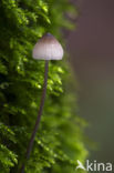 Grote bloedsteelmycena (Mycena haematopus)