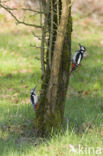 Grote Bonte Specht (Dendrocopos major)