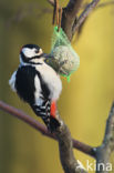 Great Spotted Woodpecker (Dendrocopos major)