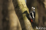 Great Spotted Woodpecker (Dendrocopos major)