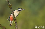 Great Spotted Woodpecker (Dendrocopos major)