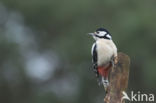 Grote Bonte Specht (Dendrocopos major)