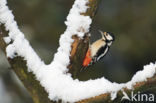 Grote Bonte Specht (Dendrocopos major)