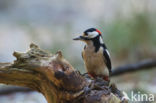 Grote Bonte Specht (Dendrocopos major)