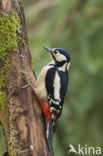 Grote Bonte Specht (Dendrocopos major)