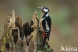 Grote Bonte Specht (Dendrocopos major)