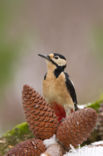 Great Spotted Woodpecker (Dendrocopos major)