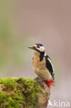 Great Spotted Woodpecker (Dendrocopos major)