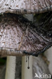 Grote kale inktzwam (Coprinus atramentarius)