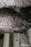 Common Ink Cap (Coprinus atramentarius)