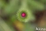 Greater Burdock (Arctium lappa)