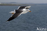 Great Black-backed Gull (Larus marinus)