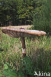 Grote parasolzwam (Macrolepiota procera)