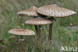 Grote parasolzwam (Macrolepiota procera)