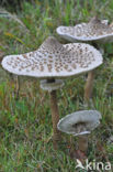 Grote parasolzwam (Macrolepiota procera)