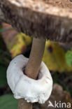 Grote parasolzwam (Macrolepiota procera)