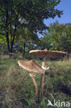 Grote parasolzwam (Macrolepiota procera)