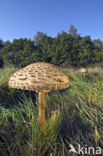 Grote parasolzwam (Macrolepiota procera)