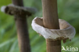 Grote parasolzwam (Macrolepiota procera)