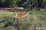 Grote parasolzwam (Macrolepiota procera)