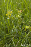 Greater Yellow-rattle (Rhinanthus angustifolius)