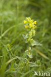 Greater Yellow-rattle (Rhinanthus angustifolius)