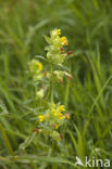 Greater Yellow-rattle (Rhinanthus angustifolius)