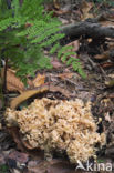 Wood Cauliflower (Sparassis crispa)