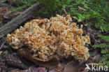 Wood Cauliflower (Sparassis crispa)