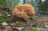 Wood Cauliflower (Sparassis crispa)