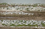 Sandwich Tern (Sterna sandvicencis)