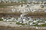 Sandwich Tern (Sterna sandvicencis)